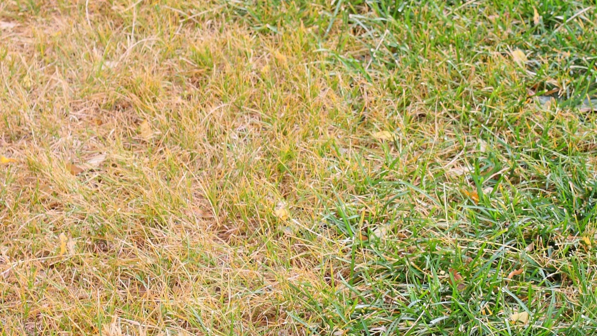 What Causes Lawn Diseases?