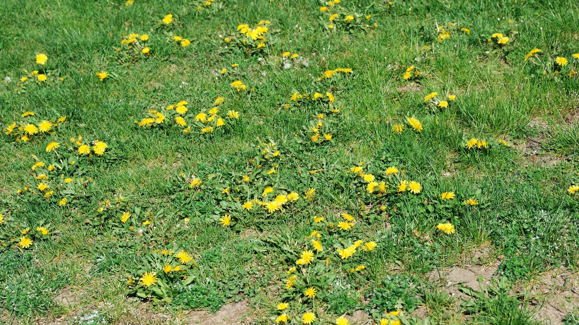 When Should You Expect to See Results From Post-Emergent Weed Control?