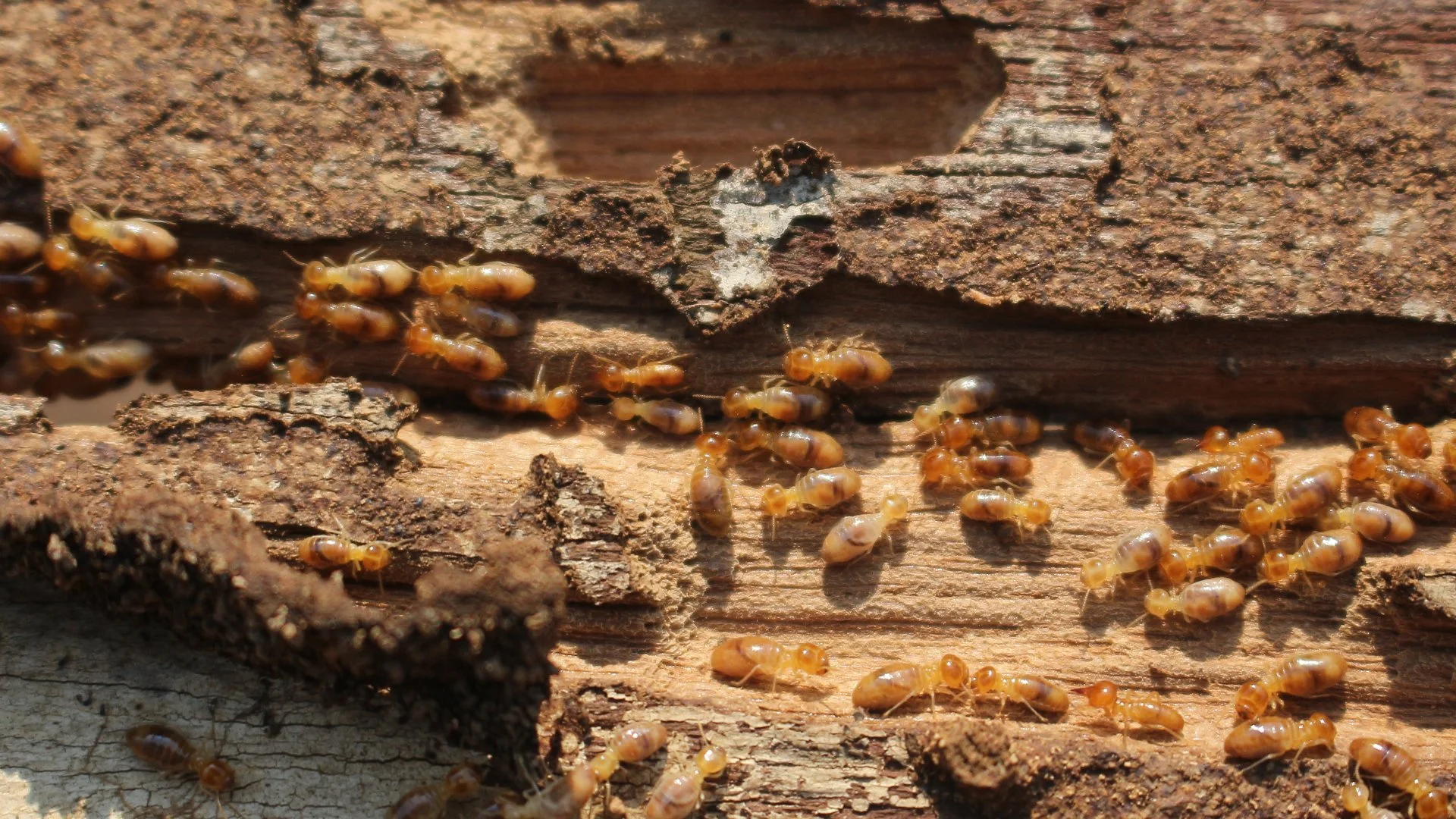 A Breakdown of the Different Ways to Treat Termite Infestations