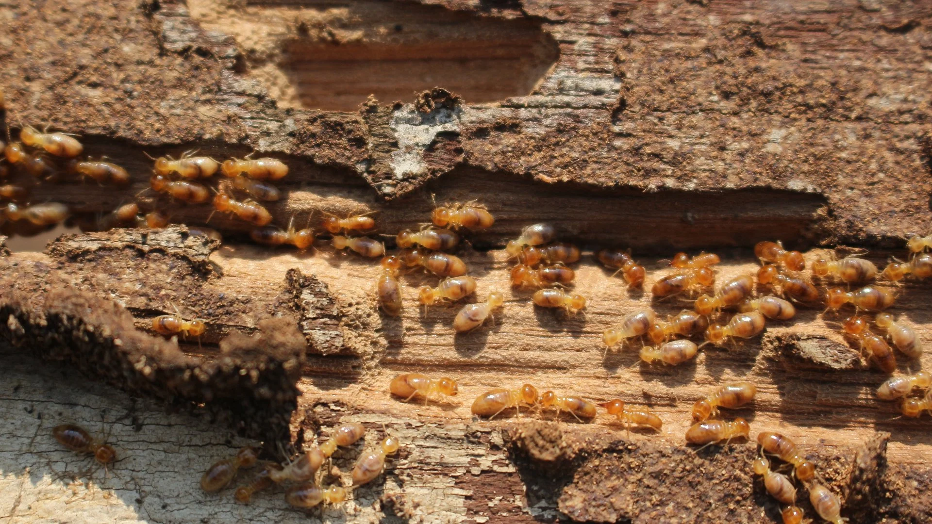 What to Expect When We Perform a Termite Inspection in Your Home