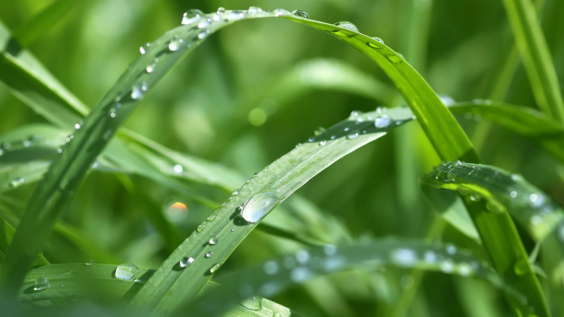 The Ultimate Lawn Watering Guide: Achieve a Beautiful, Healthy Yard While Saving Money