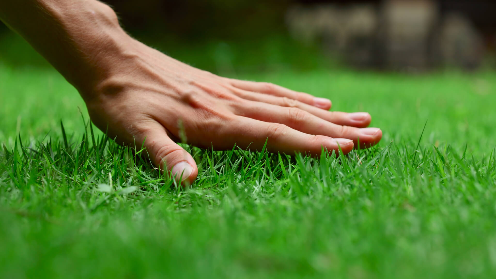 6-myths-and-facts-about-the-basics-of-lawn-care-cititurf