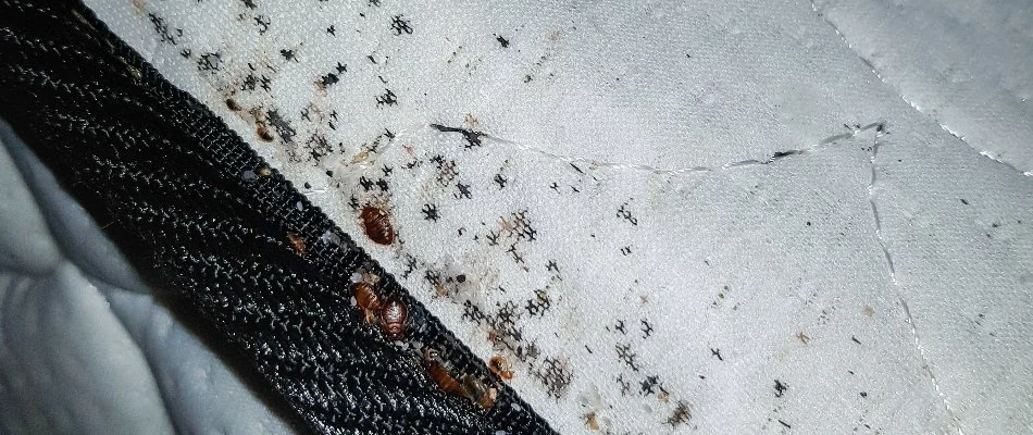 Bed bugs along the lining of a mattress in Plano, TX.