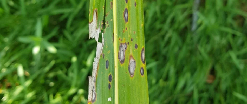 Gray leaf spot on single grass blade in Plano, TX.