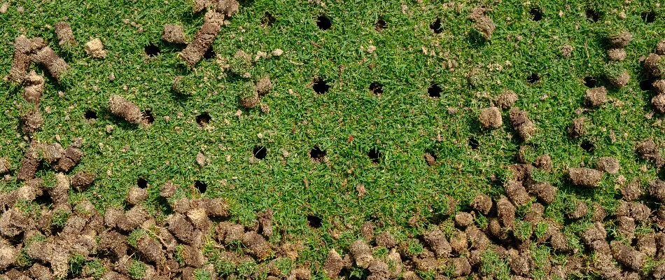 Core aeration on a lawn in Plano, TX.