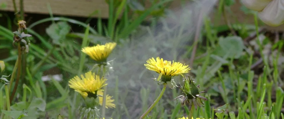 Dandelions being sprayed with post-emergent weed control in Plano, TX.