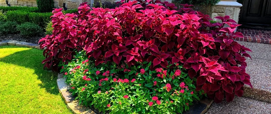 Flowers and shrubs in a landscape bed in Plano, TX.