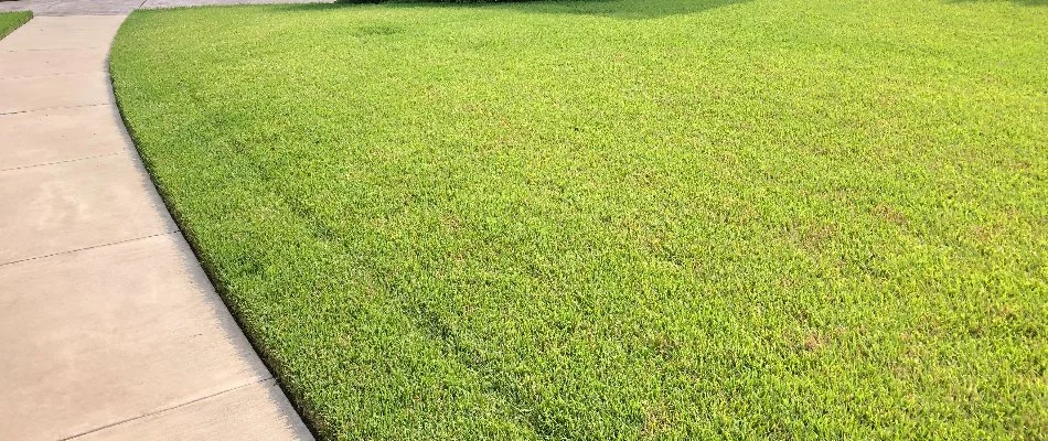 Freshly-cut lawn at a home in Plano, TX.