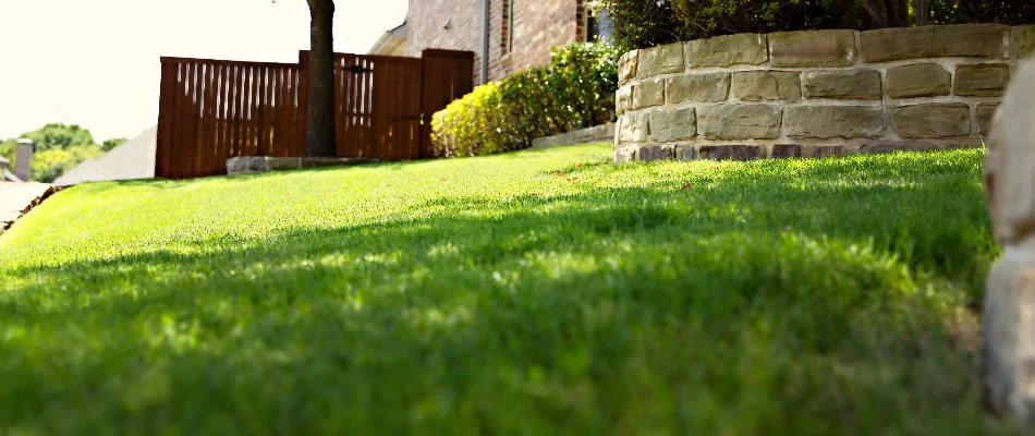 A healthy, fertilized lawn in Plano, TX, with wooden fence.