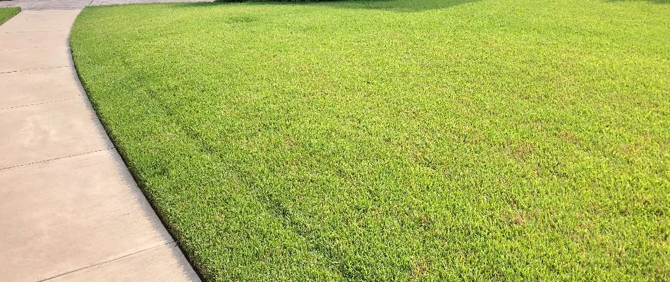 Healthy lawn on residential property in Plano, TX.