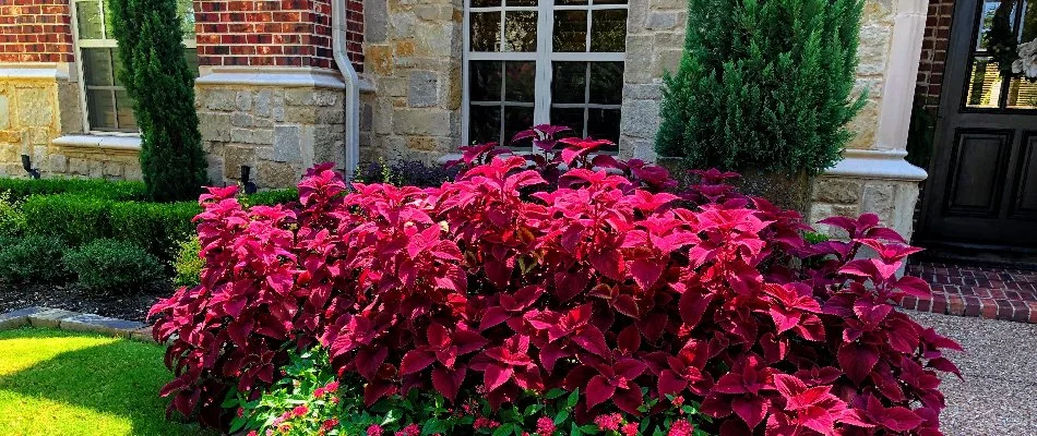 Landscape bed in Plano, TX, with trees and shrubs with pink.