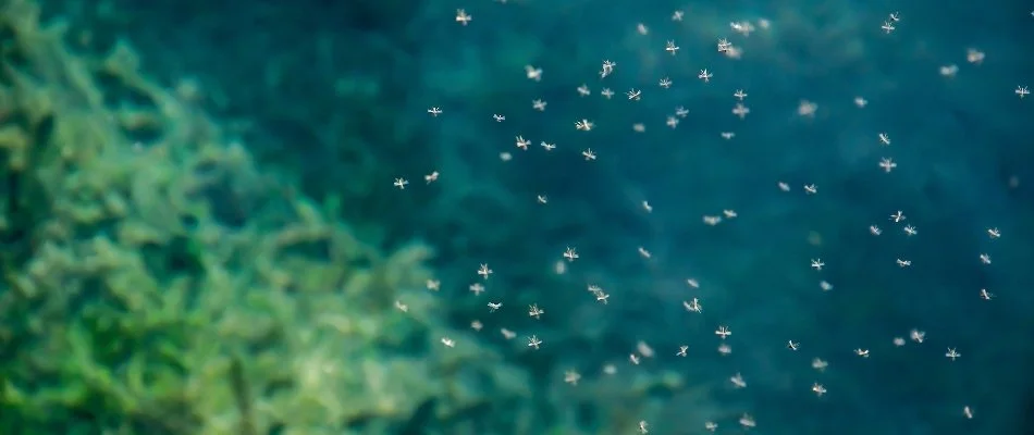 Swarm of mosquitoes flying around in Plano, TX.