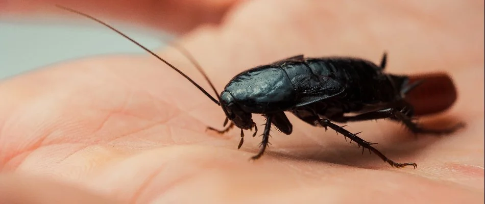 An oriental cockroach on the palm of someone's hand in Plano, TX.