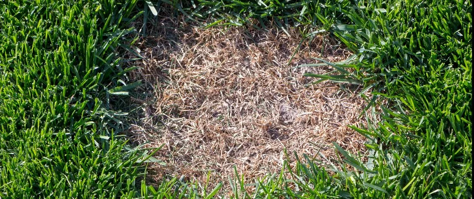 A lawn in Plano, TX, affected by dollar spot disease.