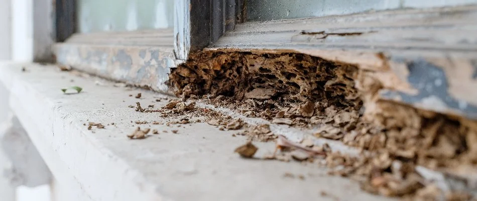 Termite damage on a window sill in Plano, TX.