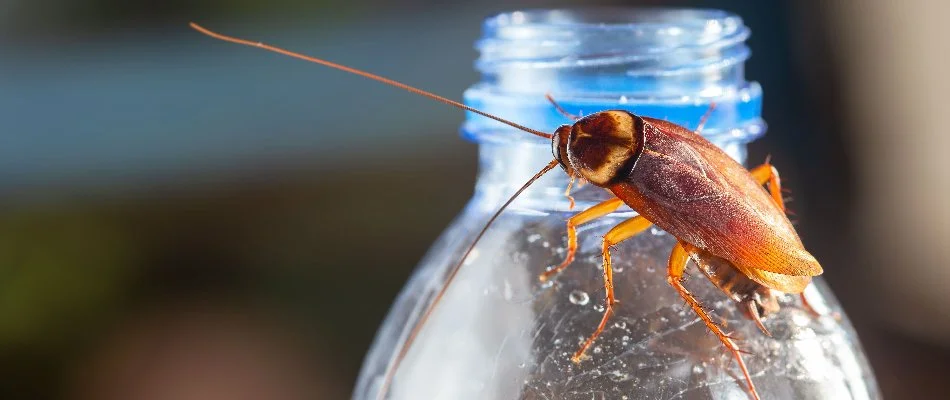 American cockroach sitting on a water bottle in Plano, TX.