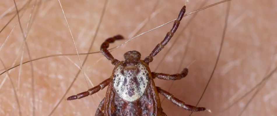 Tick found on a person's arm in Plano, TX.