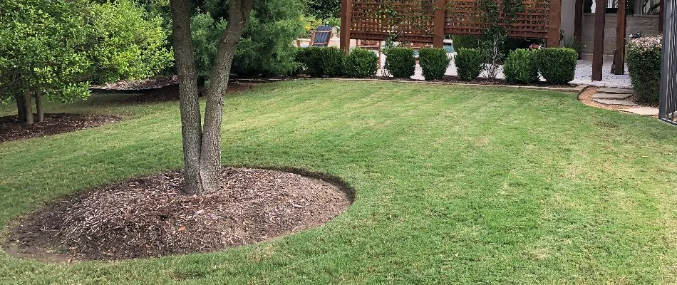 Tree with a mulched bed on a lawn in Plano, TX.