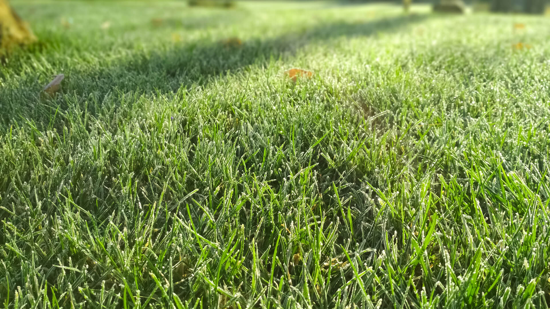 Practical Guide on Plano Lawn Care for All Land Owners | CitiTurf