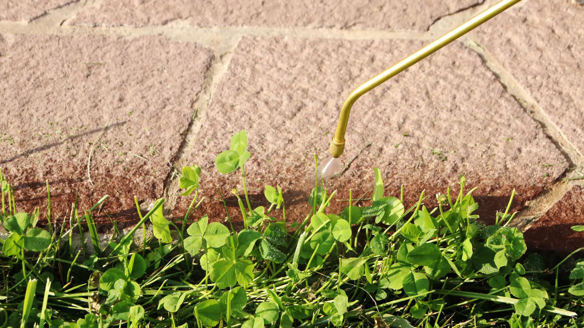 Weed Control in Allen for Garden Sustainability and Health