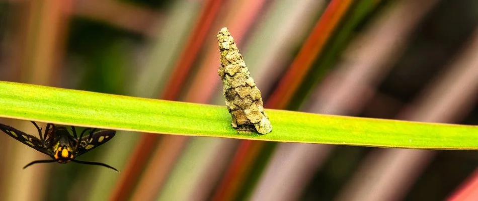 Bag of a bagworm on a plant leaf in Plano, TX.