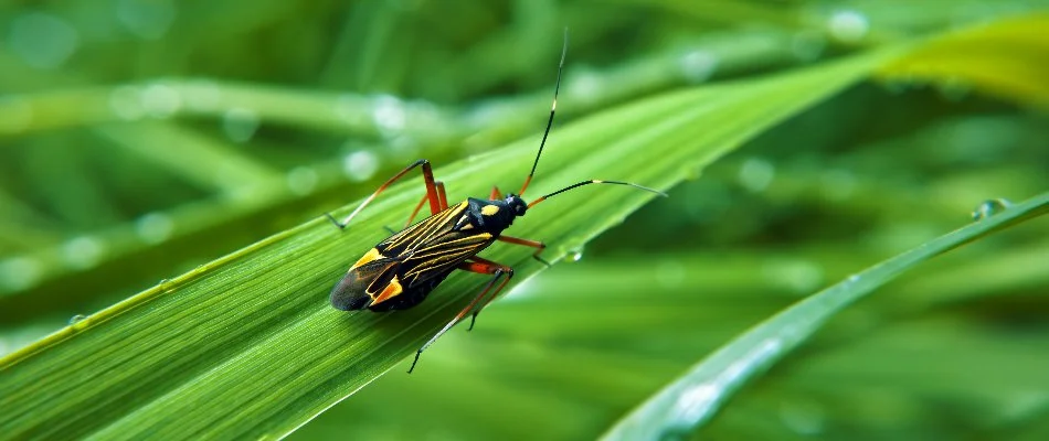 Chinch bug on a blade of grass in Plano, TX.