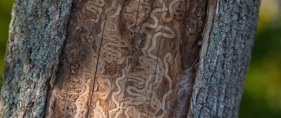 Damage on tree trunk from emerald ash borer in Plano, TX.