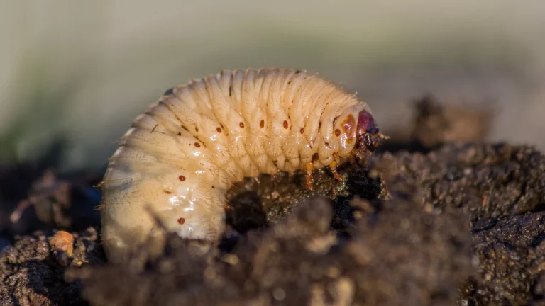 Grub Season Is on Its Way – Make Sure You Know the Signs to Look Out For