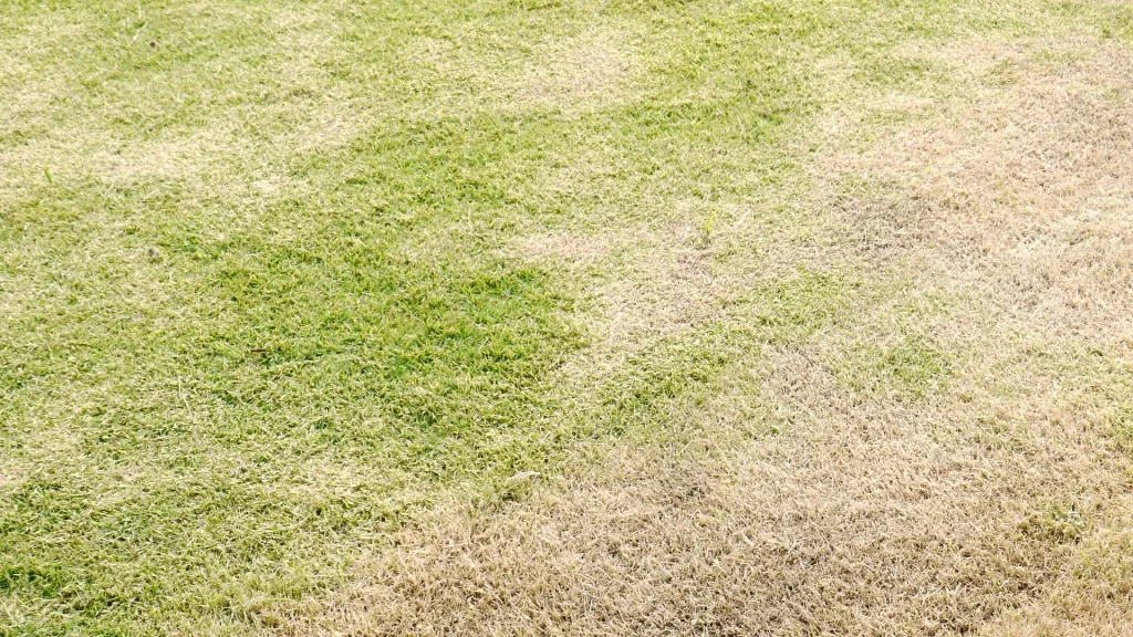 What Are the Symptoms of Bermuda Grass Mites?