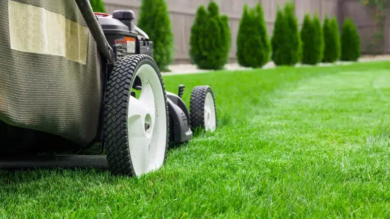 Mulching vs Bagging – What Should I Do With the Grass Clippings After Mowing?