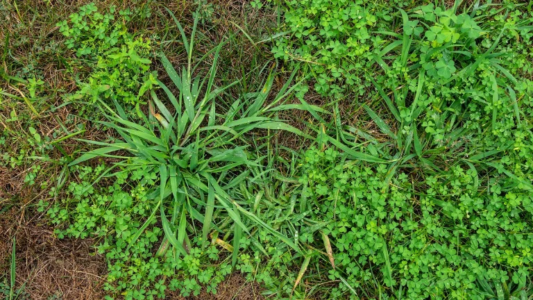 What’s the Difference Between Grassy & Broadleaf Weeds?