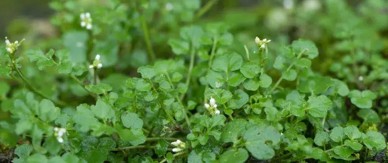 Bittercress Weed