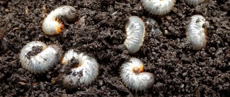 Grubs