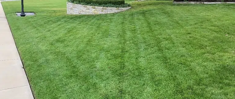 Should I Mow My Lawn Short or Keep It Long?