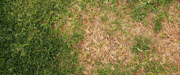 Overfertilized Grass