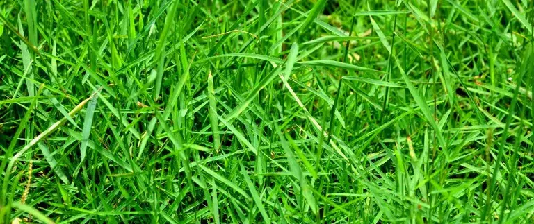 Quackgrass Weed
