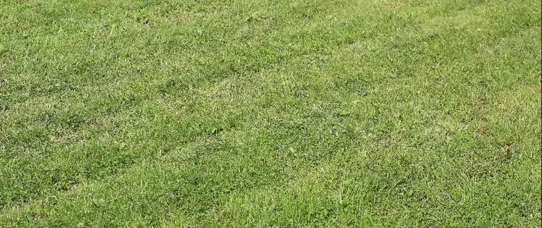 Ruts On Lawn