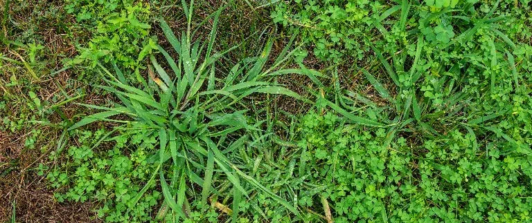 Dallisgrass vs. Crabgrass: How to Identify It Fast and Treat It Right