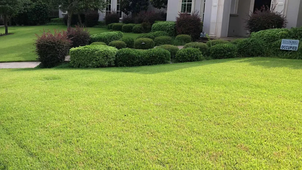 Bermudagrass Mites in North Texas: Symptoms, Treatment, and How to Get Your Lawn Back