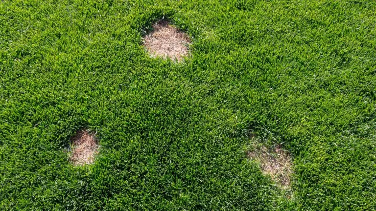 dollar spot north texas lawn fungus