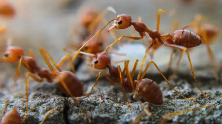 How to Get Rid of Fire Ants in Your Yard