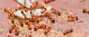 Fire Ants vs. Red Ants: How to Tell the Difference