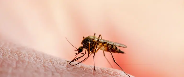 Pest Control in North Texas: A Homeowner’s Complete Guide