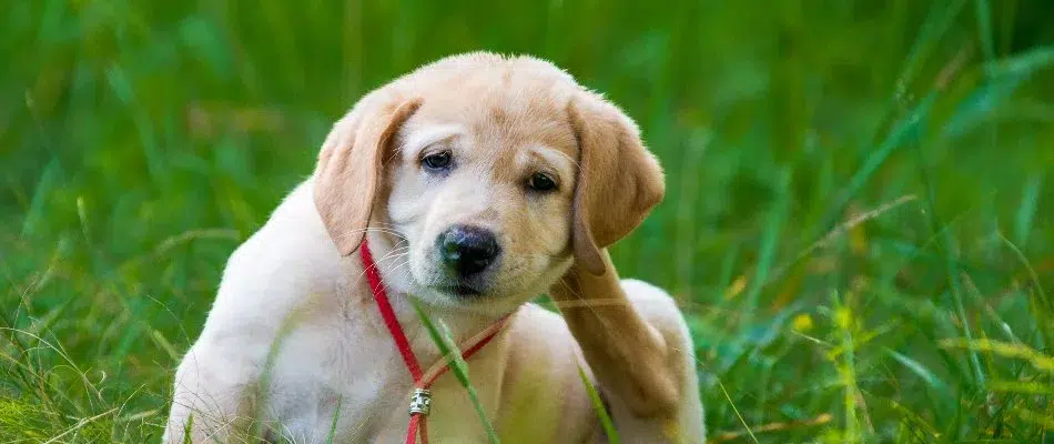 Indications of a Flea Infestation & How to Proceed