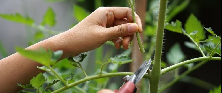 4 Common Pruning Mistakes That Can Harm Your Plants