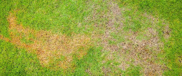 Take-All Root Rot in North Texas Lawns: How to Spot It, What It Does, and What to Expect