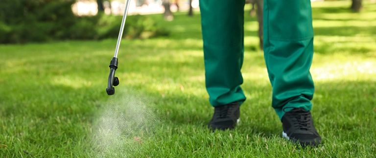 Take-All Root Rot in North Texas Lawns: How to Spot It, What It Does, and What to Expect
