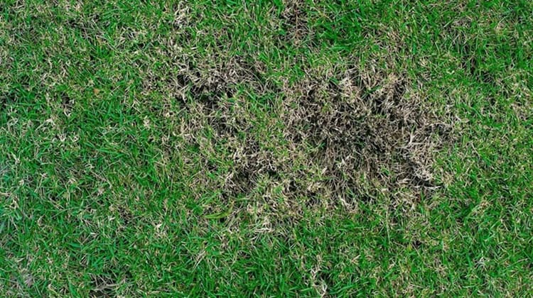 Take-All Root Rot in North Texas Lawns: How to Spot It, What It Does, and What to Expect