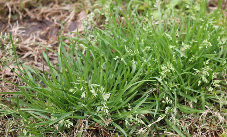 Annual Bluegrass (Poa annua) identification: showing the light green color and prolific seed production of a winter grassy weed in Texas.