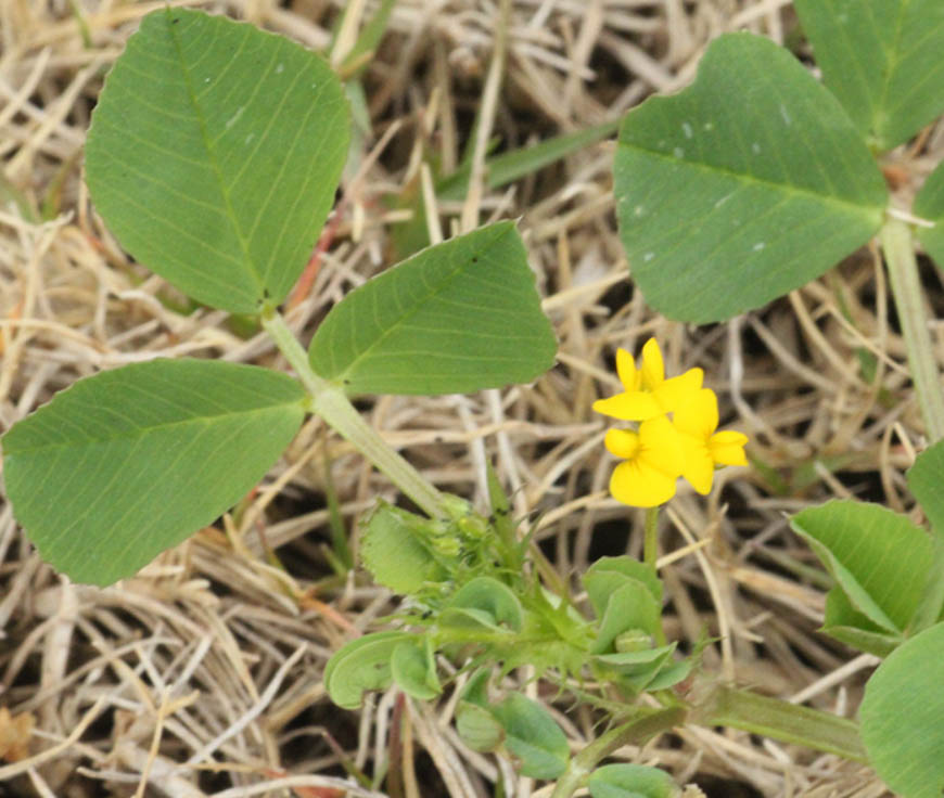 Identifying Burclover in Texas: a close-up of the yellow flowers and clover-shaped leaves that produce prickly burrs in late spring.